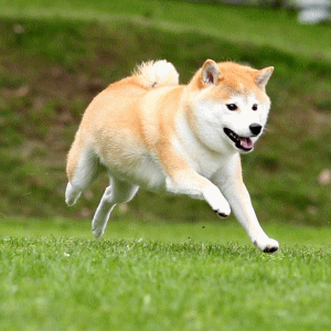 先着40頭の柴ちゃんに 柴犬バンダナ